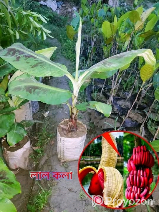 লাল কলা এর প্রিমিয়াম কোয়ালিটি চারা বিক্রি হবে