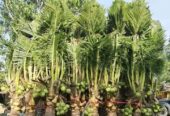 খাটোজাতের হাইব্রিড নারিকেল ফলসহ বিক্রি হবে