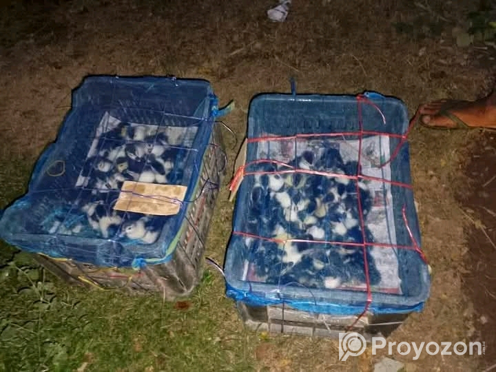 মুরগির বাচ্চা হাঁসের বাচ্চা বিক্রি হবে