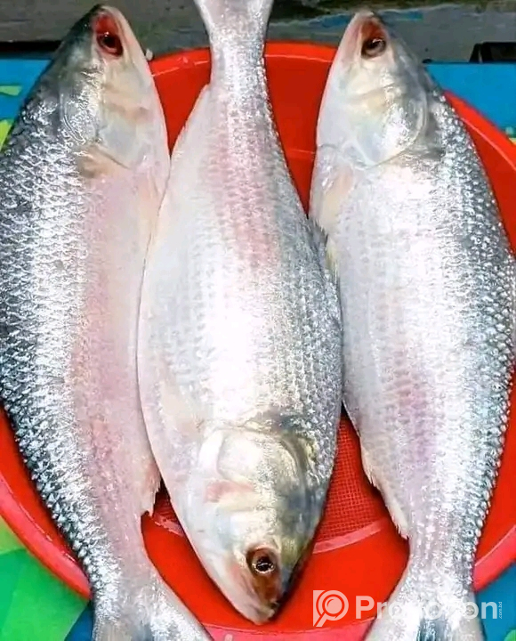 সুস্বাদু অরিজিনাল রুপালি ইলিশ বিক্রি হবে