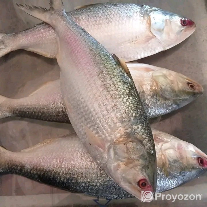 সুস্বাদু অরিজিনাল রুপালি ইলিশ বিক্রি হবে