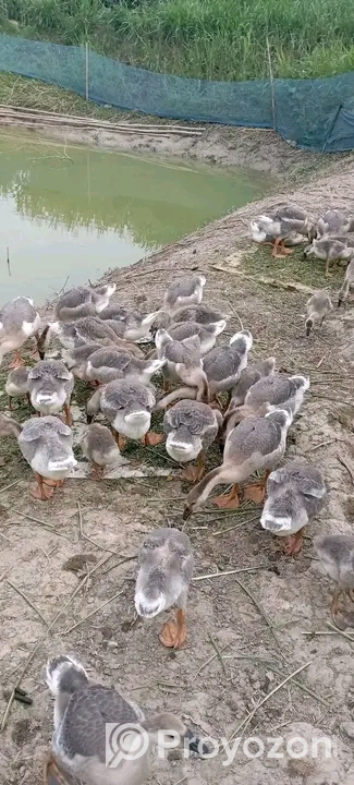 লেয়ার বাচ্চার অগ্রীম বুকিং নেয়া হয়