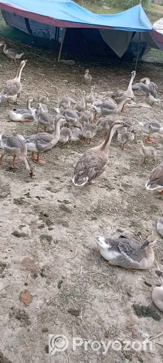 লেয়ার বাচ্চার অগ্রীম বুকিং নেয়া হয়