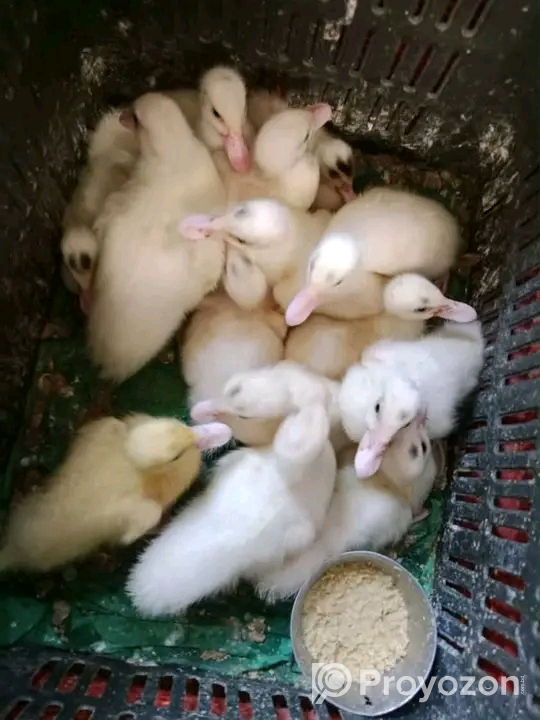 লেয়ার বাচ্চার অগ্রীম বুকিং নেয়া হয়