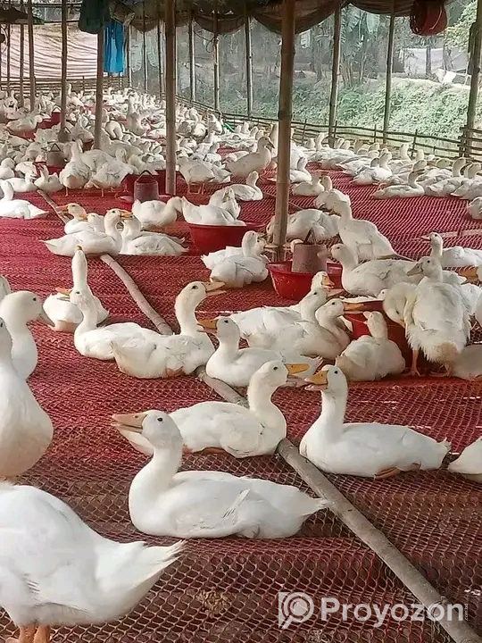 লেয়ার বাচ্চার অগ্রীম বুকিং নেয়া হয়