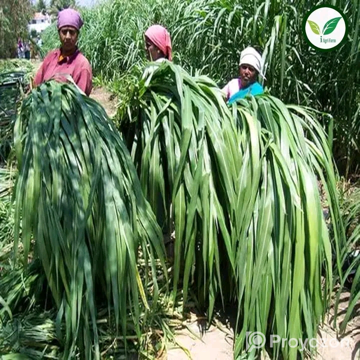 স্পেশাল নেপিয়ার ঘাসের বীজ