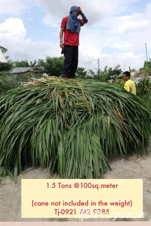 স্পেশাল নেপিয়ার ঘাসের বীজ