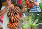 লাল/অগ্নিসাগর কলার চারা বিক্রয়