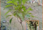 থাই লটকন চারা বিক্রি হবে