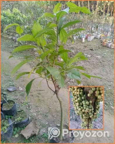 থাই লটকন চারা বিক্রি হবে