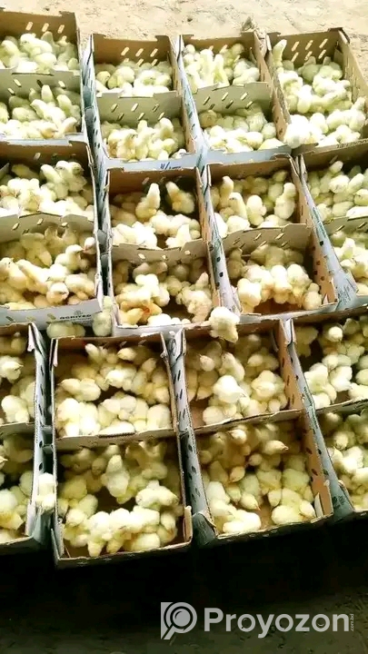 হাস-মুরগী বাচ্চা বিক্রি হবে