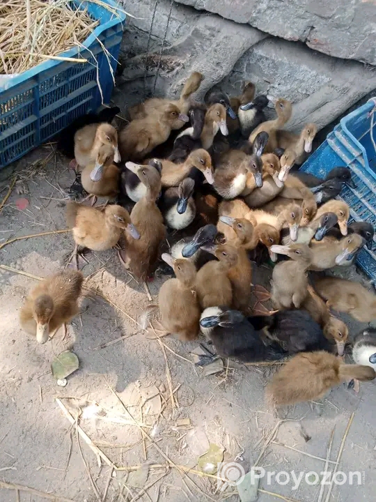 হাস-মুরগী বাচ্চা বিক্রি হবে