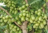 বিলম্ব ফলের চারা বিক্রি হবে