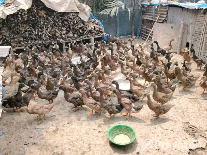 হাস-মুরগী বাচ্চা বিক্রি হবে