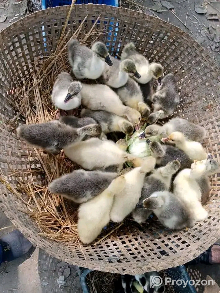 হাস-মুরগী বাচ্চা বিক্রি হবে