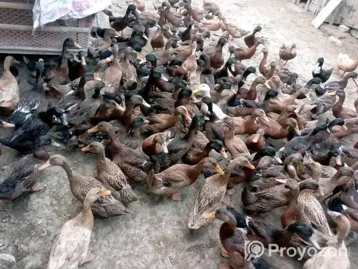 হাস-মুরগী বাচ্চা নিতে যোগাযোগ করেন