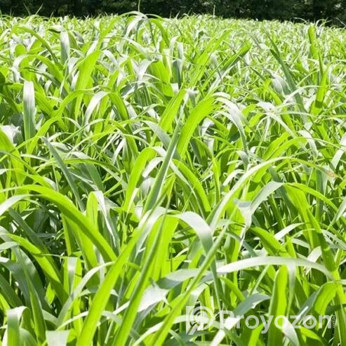 ইন্ডিয়ান হাইব্রিড সোরঘাম সুদান জাম্বো ঘাস বিক্রি হবে