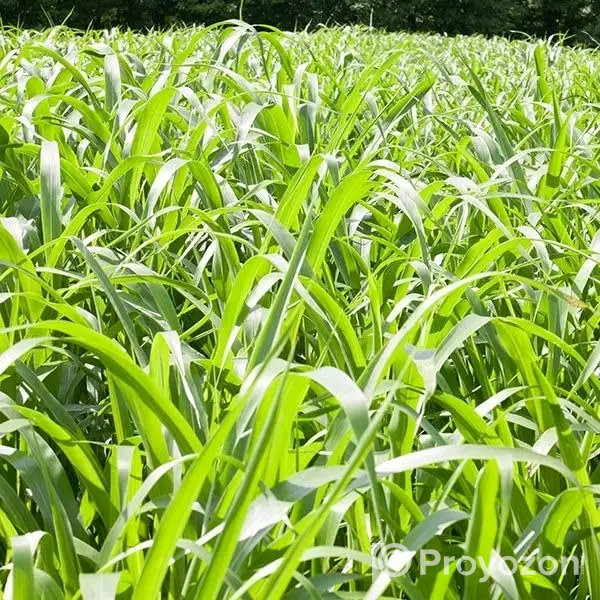 ইন্ডিয়ান হাইব্রিড সোরঘাম সুদান জাম্বো ঘাস বিক্রি হবে