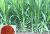 ইন্ডিয়ান হাইব্রিড সোরঘাম সুদান জাম্বো ঘাস বিক্রি হবে