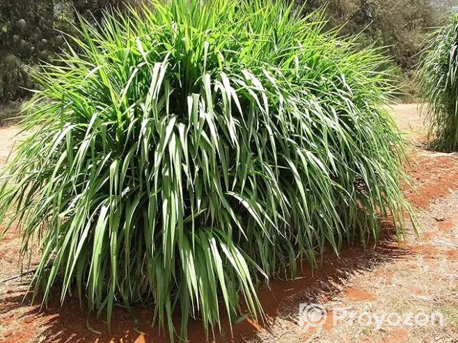 স্পেশাল নেপিয়ার ঘাসের বীজ বিক্রি হবে