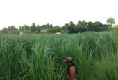 স্পেশাল নেপিয়ার ঘাসের বীজ বিক্রি হবে