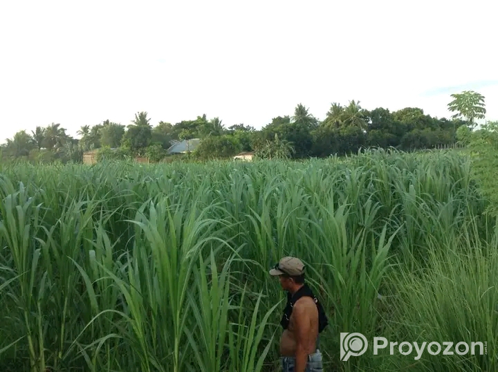 স্পেশাল নেপিয়ার ঘাসের বীজ বিক্রি হবে