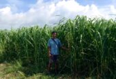 স্পেশাল নেপিয়ার ঘাসের বীজ বিক্রি হবে