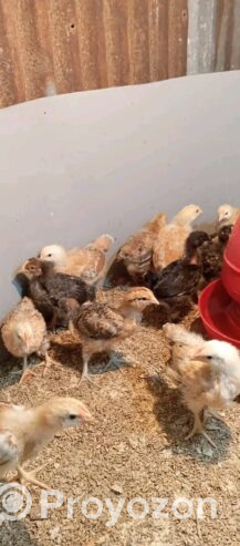 পিওর টাইগার মুরগী বা*চ্চা বিক্রি হবে