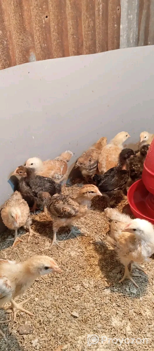 পিওর টাইগার মুরগী বা*চ্চা বিক্রি হবে