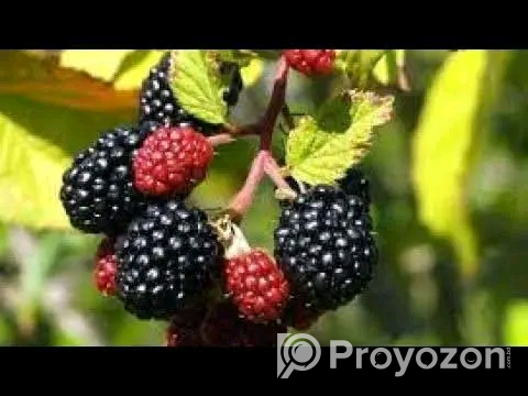 ব্ল্যাকবেরি চারা ফুল ও ফোল সহ কিছু চারা রেডি আছে বিক্রি হবে