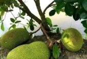 বারমাশি কাঁঠাল গাছ বিক্রি হবে