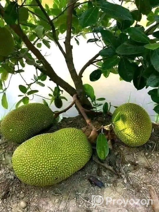 বারমাশি কাঁঠাল গাছ বিক্রি হবে
