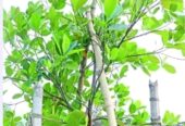 বারমাশি কাঁঠাল গাছ বিক্রি হবে