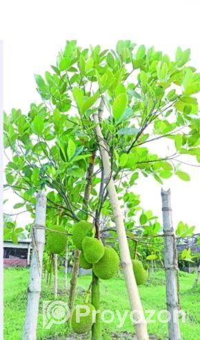 বারমাশি কাঁঠাল গাছ বিক্রি হবে