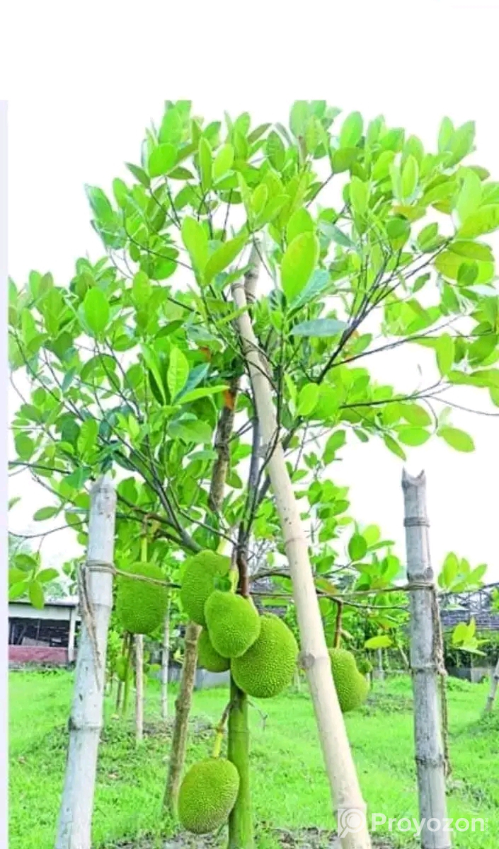 বারমাশি কাঁঠাল গাছ বিক্রি হবে