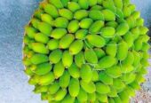 আমাদের কাকরোল কন্দ বিক্রি হবে