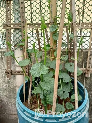 আমাদের কাকরোল কন্দ বিক্রি হবে