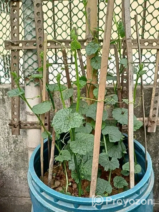 আমাদের কাকরোল কন্দ বিক্রি হবে