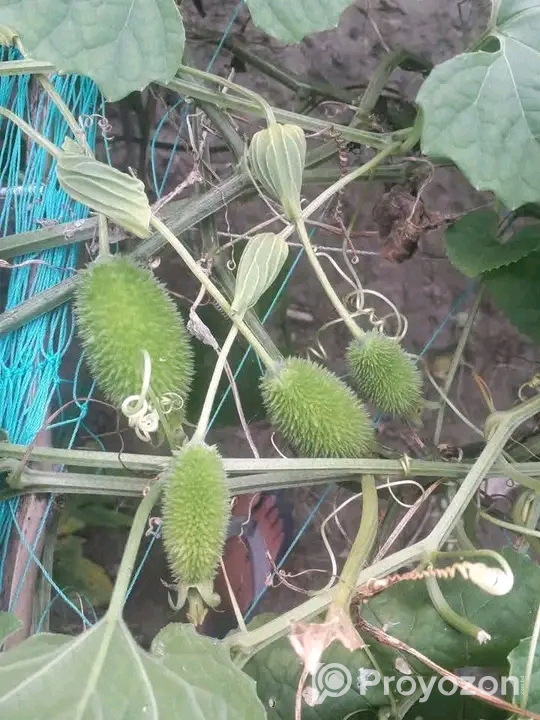 আমাদের কাকরোল কন্দ বিক্রি হবে