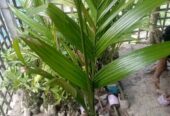২-২.৫ ফিট সাইজের সুপারির চারা বিক্রি হবে