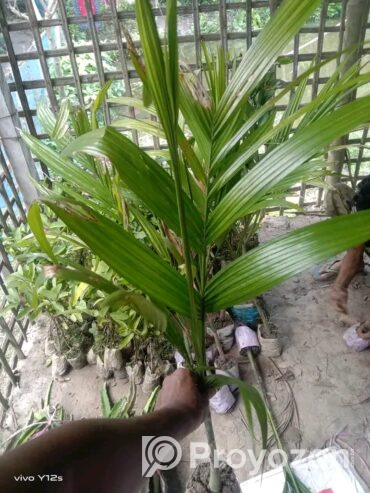 ২-২.৫ ফিট সাইজের সুপারির চারা বিক্রি হবে