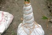 ২-২.৫ ফিট সাইজের সুপারির চারা বিক্রি হবে