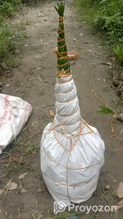 ২-২.৫ ফিট সাইজের সুপারির চারা বিক্রি হবে