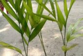 ২-২.৫ ফিট সাইজের সুপারির চারা বিক্রি হবে