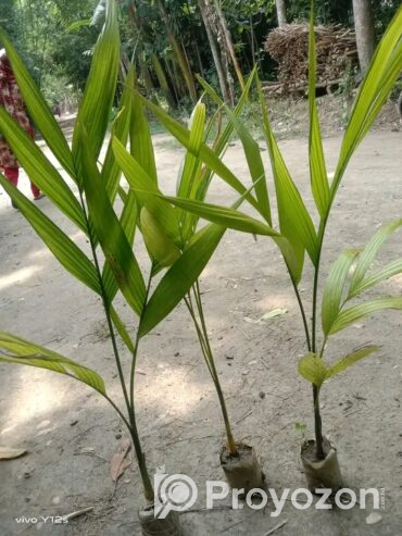 ২-২.৫ ফিট সাইজের সুপারির চারা বিক্রি হবে