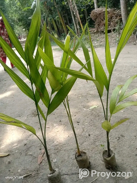 ২-২.৫ ফিট সাইজের সুপারির চারা বিক্রি হবে