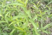 বিদেশি পিচ ফলের কলমি চারা বিক্রি হবে