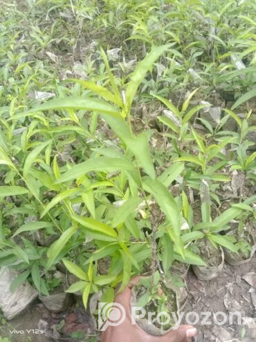 বিদেশি পিচ ফলের কলমি চারা বিক্রি হবে