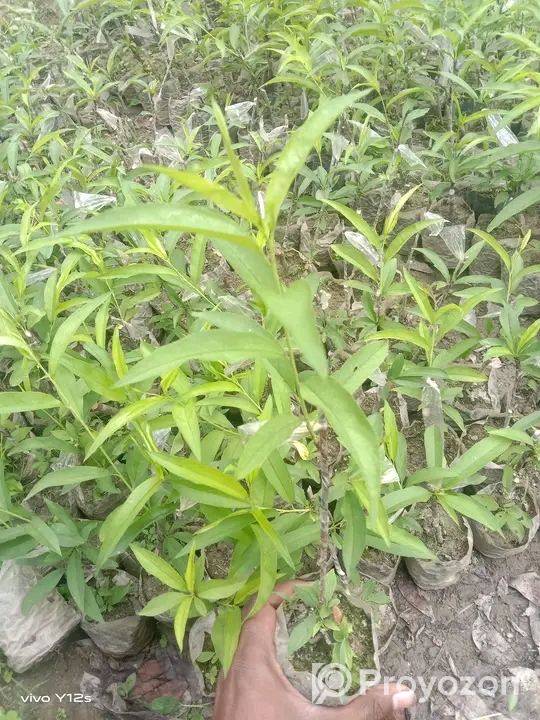 বিদেশি পিচ ফলের কলমি চারা বিক্রি হবে