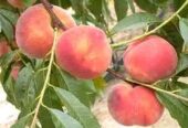বিদেশি পিচ ফলের কলমি চারা বিক্রি হবে